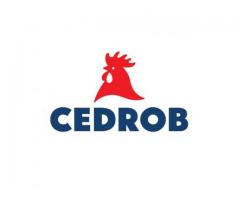 Cedrob S.A. w Kutnie zatrudni pracowników produkcji